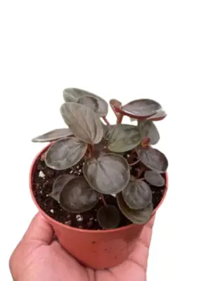 Peperomia 'Rugosa' houseplant