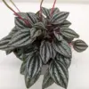 Peperomia 'San Marino' houseplant