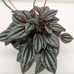 Peperomia 'San Marino' houseplant