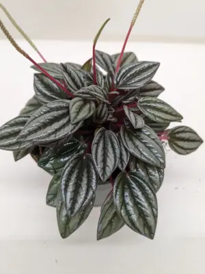 Peperomia 'San Marino' houseplant