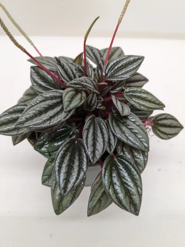 Peperomia 'San Marino' houseplant