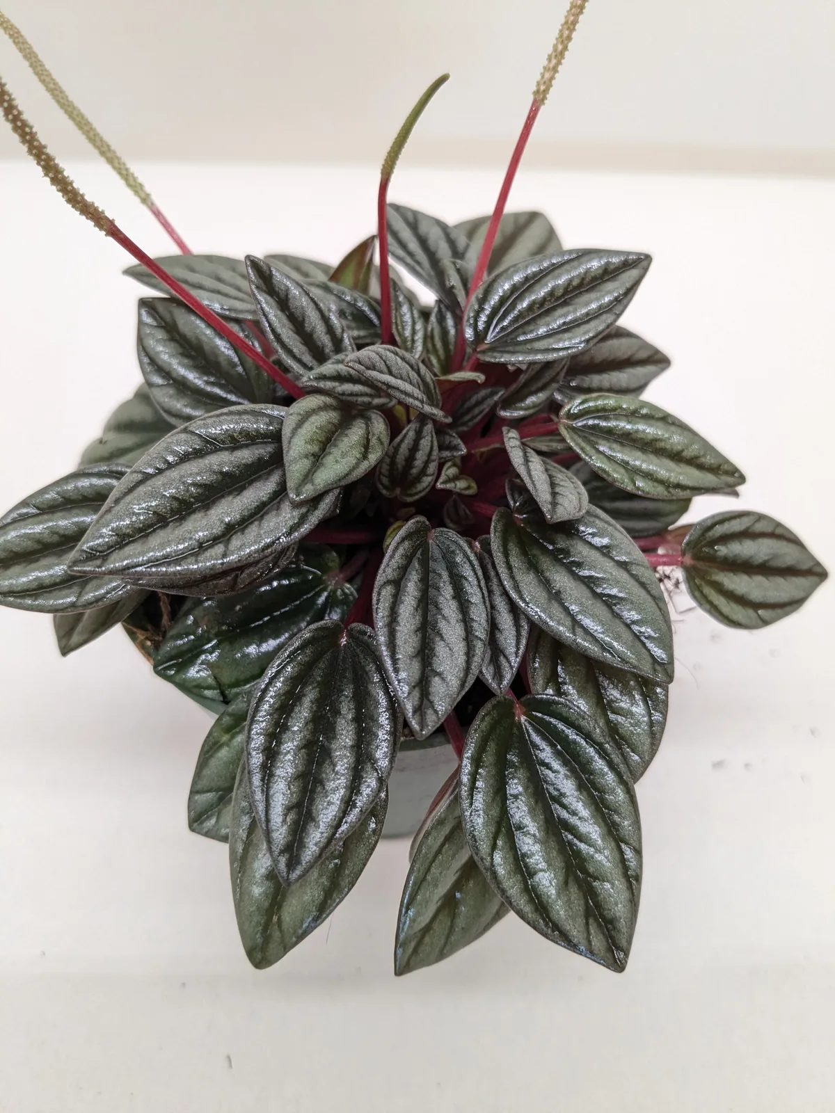 Peperomia 