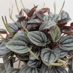 Peperomia 'San Marino' — additional view