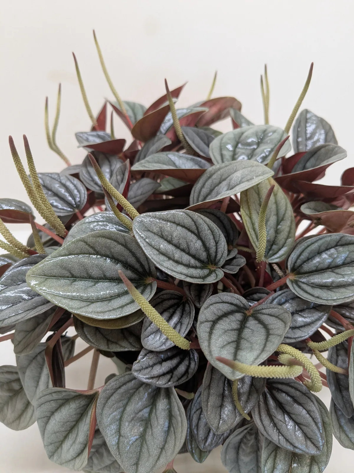 Peperomia 