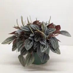 Peperomia 'San Marino' — additional view