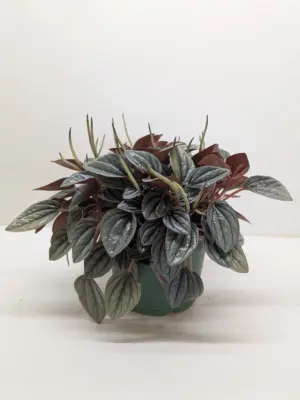 Peperomia 'San Marino' — additional view
