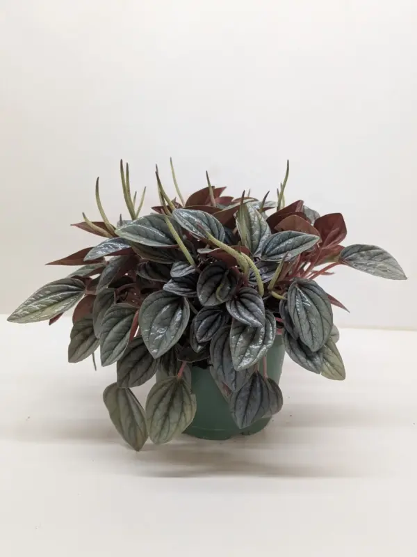 Peperomia 'San Marino' — additional view