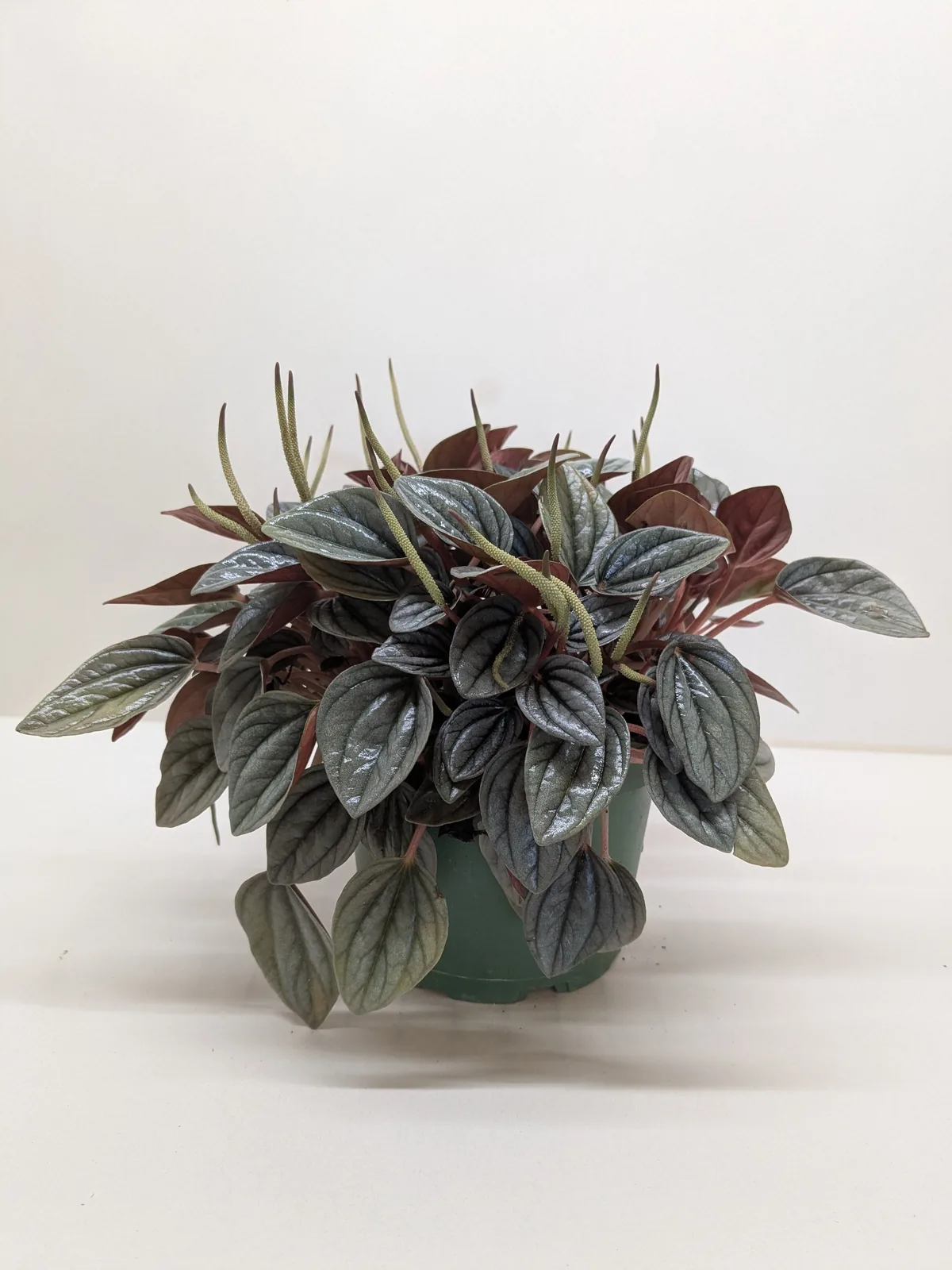 Peperomia 
