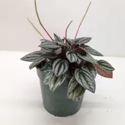 Peperomia 'San Marino' — additional view