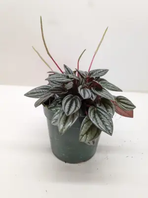 Peperomia 'San Marino' — additional view