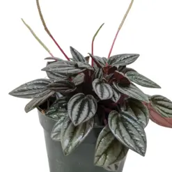 Peperomia 'San Marino' — square crop