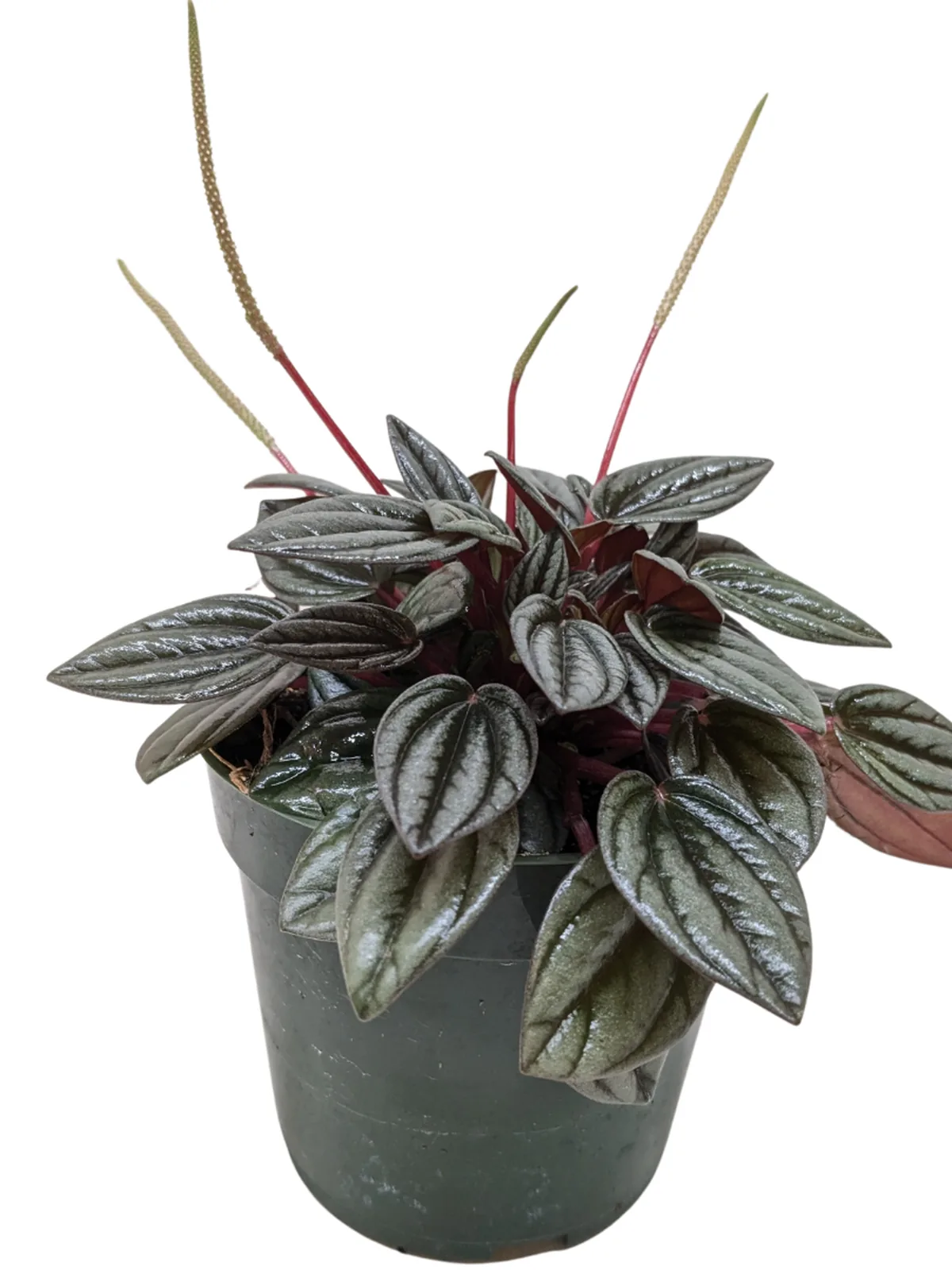 Peperomia 
