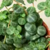 Peperomia Prostrata 'String of Turtles' houseplant