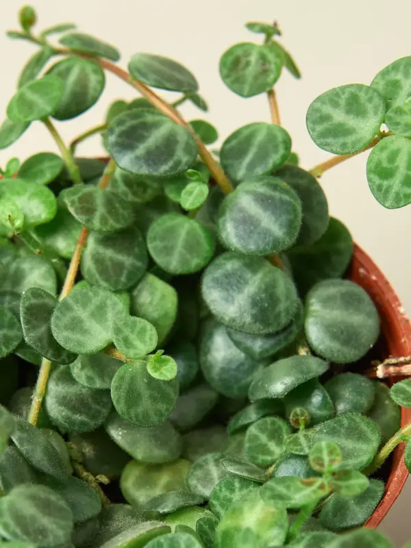 Peperomia Prostrata 'String of Turtles' houseplant