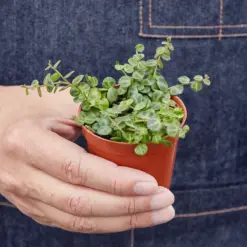 Peperomia Prostrata 'String of Turtles' — held in hand for size reference