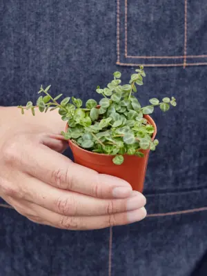 Peperomia Prostrata 'String of Turtles' — held in hand for size reference