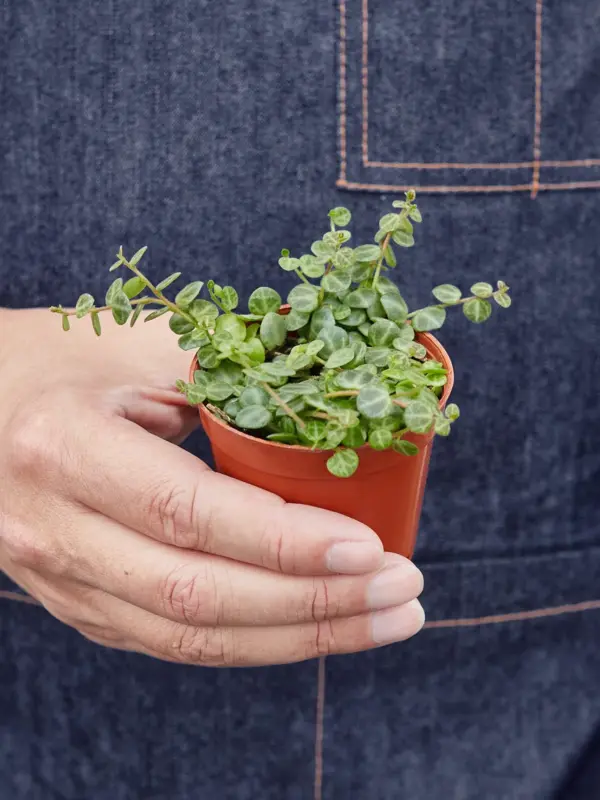 Peperomia Prostrata 'String of Turtles' — held in hand for size reference