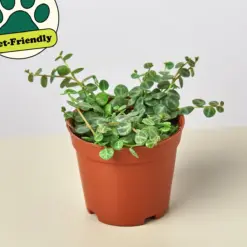 Peperomia Prostrata 'String of Turtles' — additional view