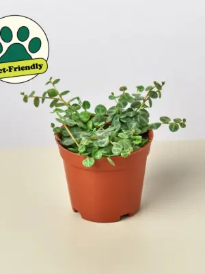 Peperomia Prostrata 'String of Turtles' — additional view