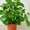 Peperomia Thailand houseplant