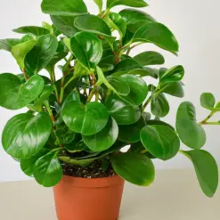 Peperomia Thailand houseplant