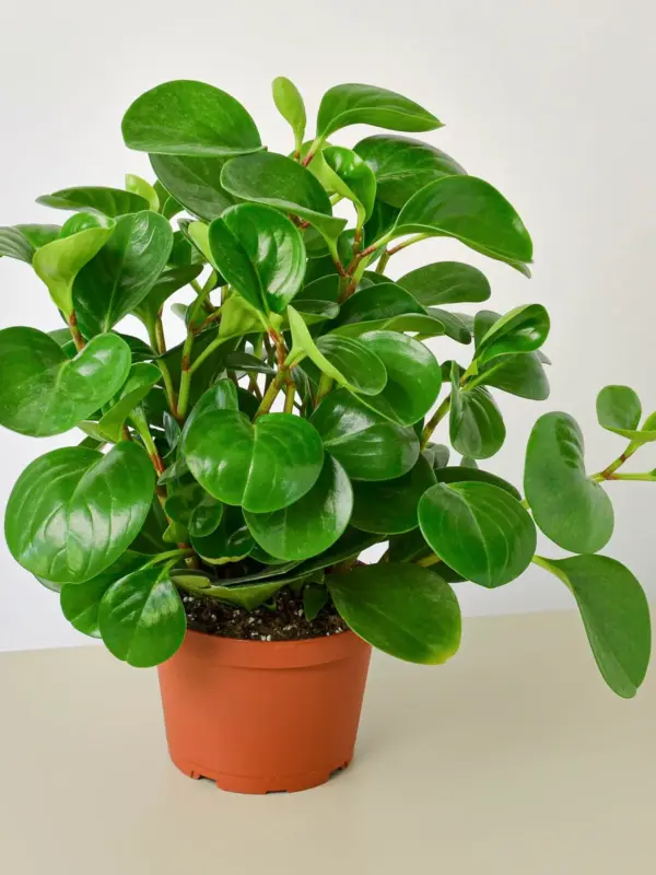Peperomia Thailand houseplant