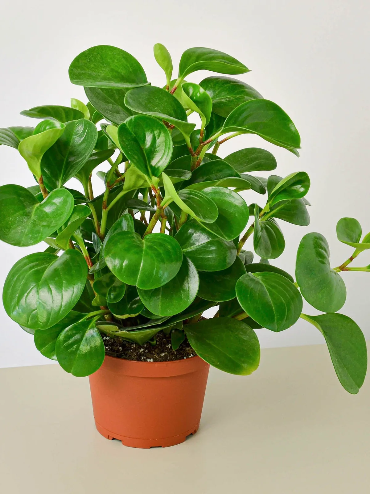 Peperomia Thailand houseplant
