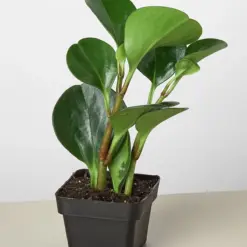 Peperomia Thailand — additional view