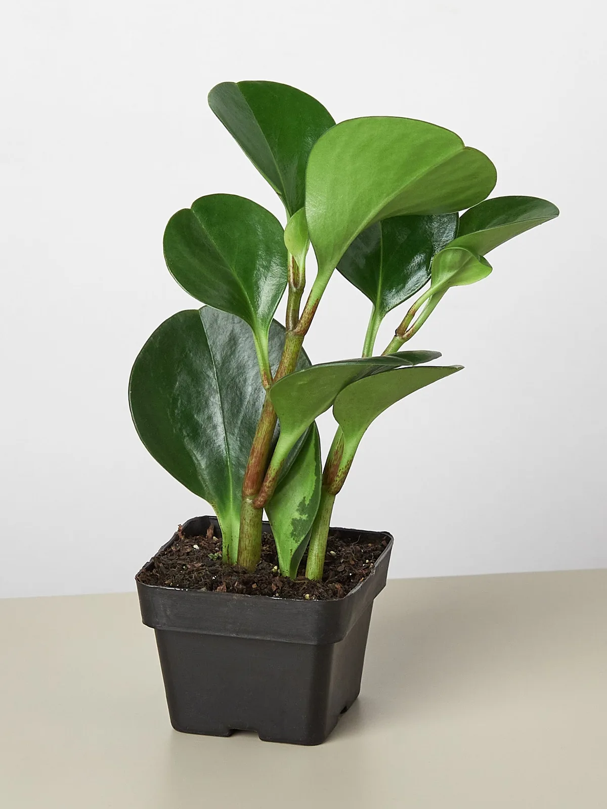 Peperomia Thailand — additional view