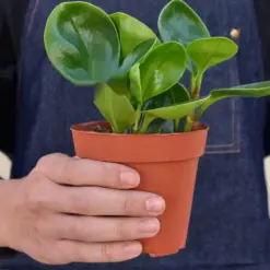 Peperomia Thailand — held in hand for size reference