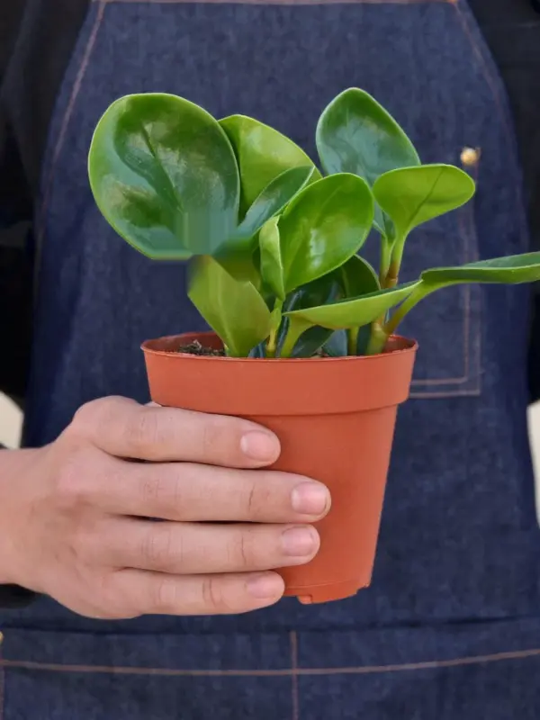 Peperomia Thailand — held in hand for size reference