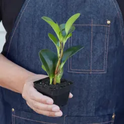 Peperomia Thailand — additional view