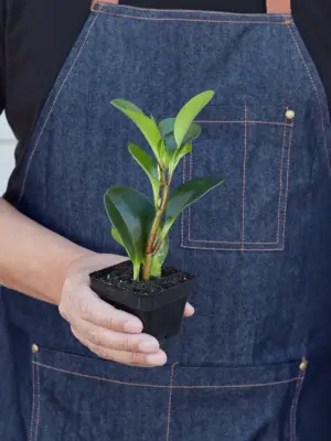Peperomia Thailand — additional view