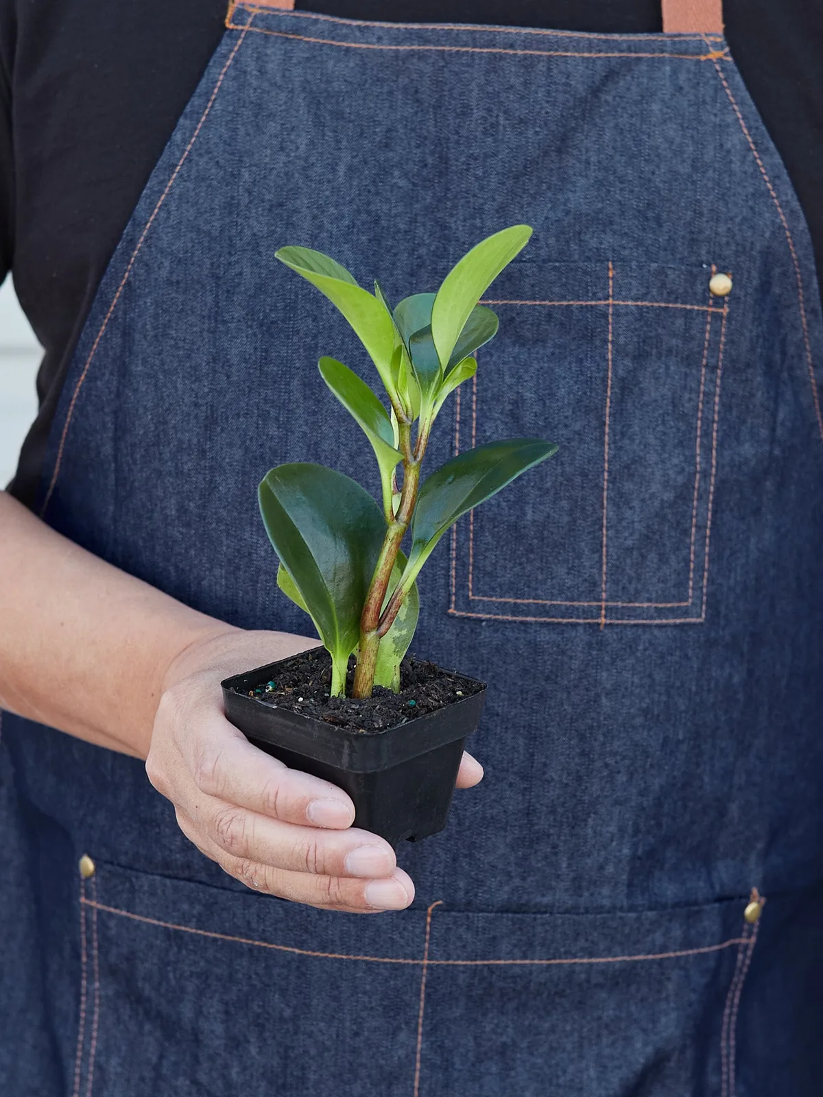 Peperomia Thailand — additional view
