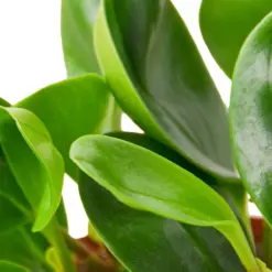 Peperomia Thailand — additional view
