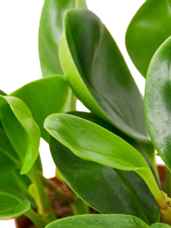 Peperomia Thailand — additional view
