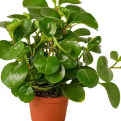 Peperomia Thailand — additional view