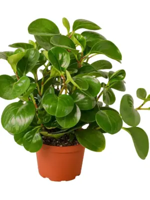Peperomia Thailand — additional view