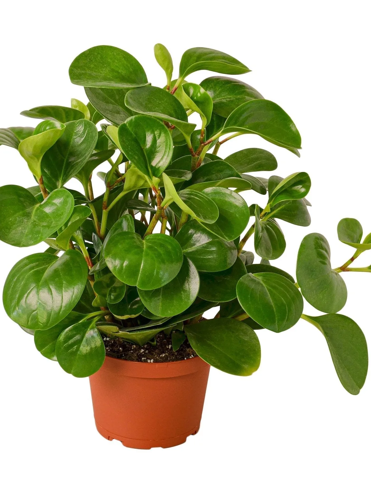 Peperomia Thailand — additional view