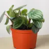 Peperomia 'Watermelon' houseplant