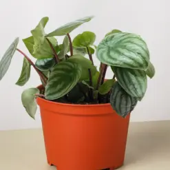 Peperomia 'Watermelon' houseplant
