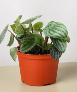 Peperomia 'Watermelon' houseplant