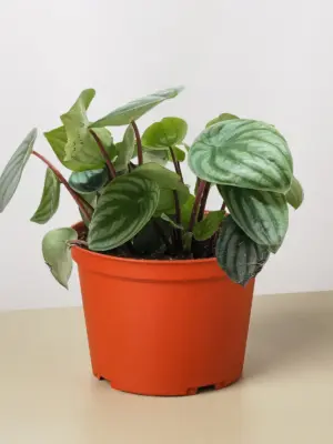 Peperomia 'Watermelon' houseplant