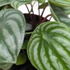 Peperomia 'Watermelon' — additional view