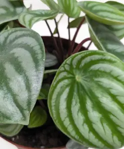 Peperomia 'Watermelon' — additional view