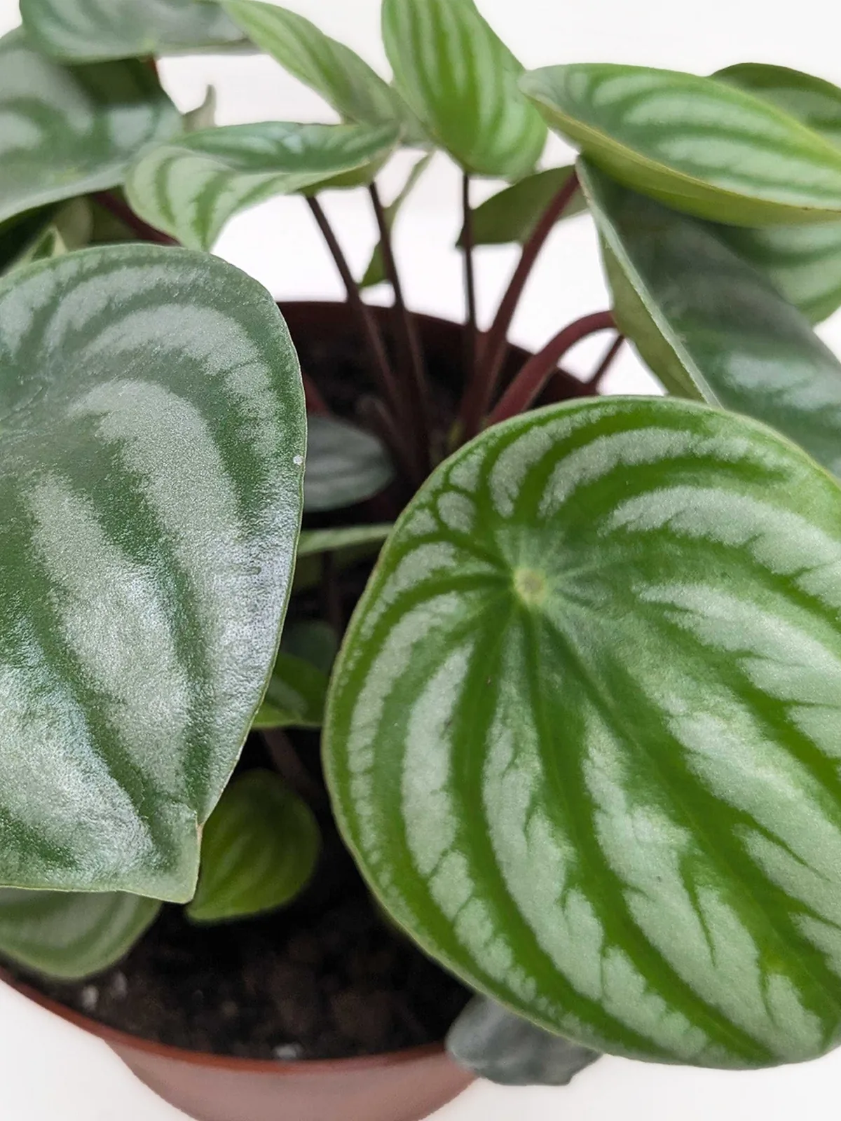 Peperomia 
