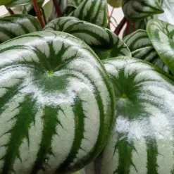 Peperomia 'Watermelon' — additional view
