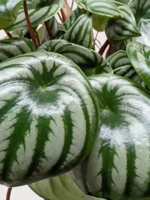 Peperomia 'Watermelon' — additional view