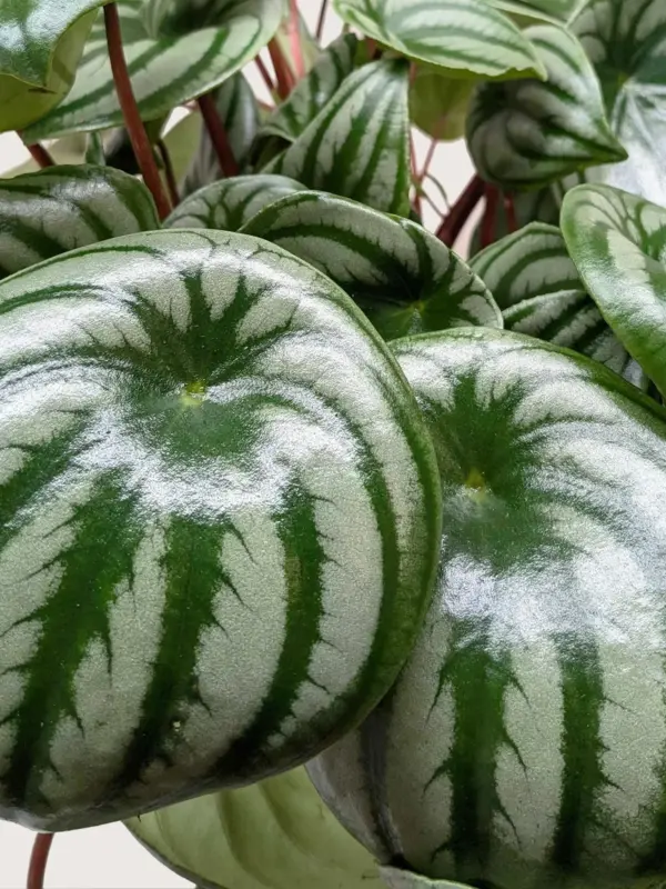 Peperomia 'Watermelon' — additional view