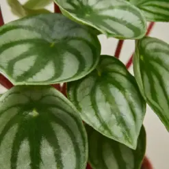 Peperomia 'Watermelon' — leaf detail close-up